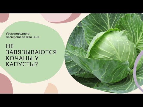 Видео: 437. Не завязываются кочаны у капусты? Завязались, но они рыхлые? У вас две ошибки.