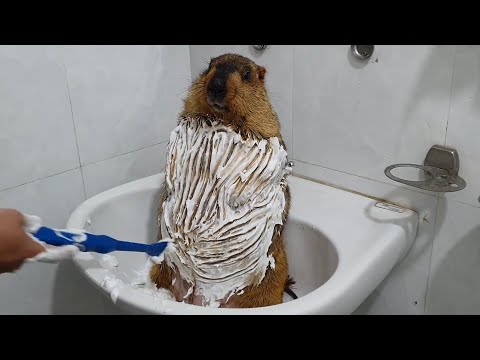 Видео: время купания сурка с сухой пеной