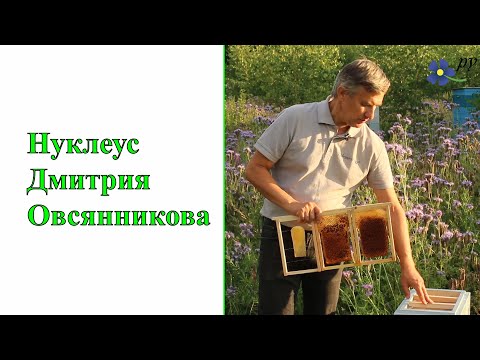 Видео: Нуклеус Дмитрия Овсянникова