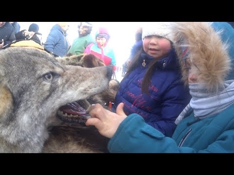 Видео: День Оленевода 2018 Битва за Yamaha Надым