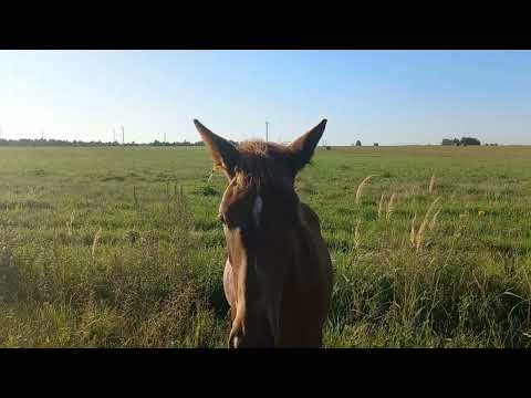 Видео: Зарница подросла#horse #лошади