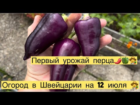 Видео: МОЙ ОГОРОД НА 12 июля 👩‍🌾ПЕРВЫЙ УРОЖАЙ ПЕРЦА🌶️👩‍🌾