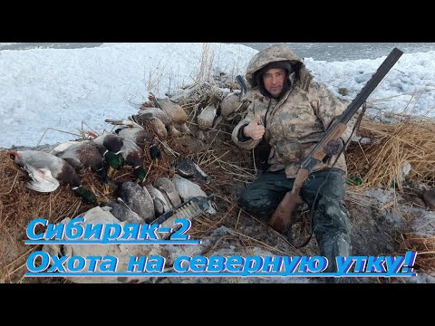 Видео: Сибиряк-2, Охота на северную утку! много утки!