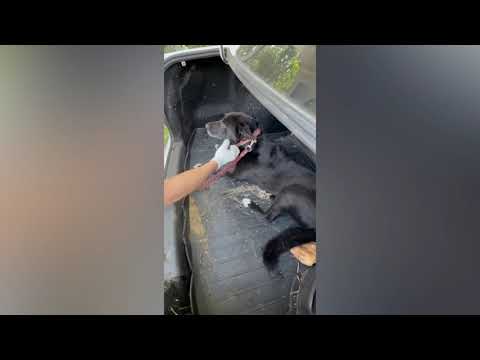 Видео: Экстренно забрала избитого пса.Его вырвали из рук у человека,который уже забил насмерть одну собаку