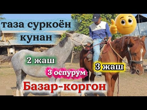 Видео: Уч оспурум кучтуулор таза суркоён красавчик
