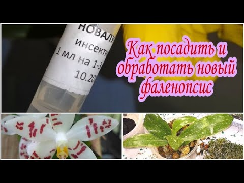 Видео: Phal Zebrina Palawan ПОСАДКА  и ОБРАБОТКА двух новых растений из п2 2020