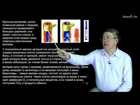 Видео: Дубынин В. А. - 100 часов школьной биологии - 1.7. Сосуды