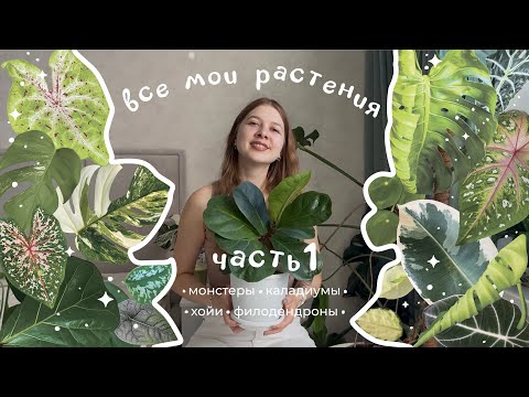 Видео: Мои растения: часть 1 • монстеры • каладиумы • хойи • филодендроны
