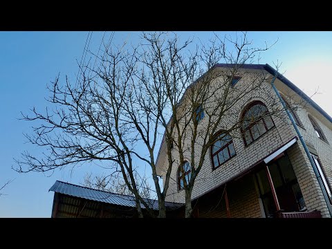 Видео: Спил 🪚 очень неудобного грецкого ореха 🌰 Husgvarna t540xp ❌