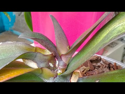 Видео: ДАЖЕ хилые орхидеи ОЖИВУТ! БЮДЖЕТНАЯ подкормка орхидеи! МОЖНО опрыскивать листья или поливать корни!