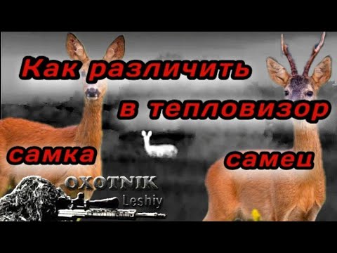 Видео: Как отличить в тепловизор самца Косули от самки