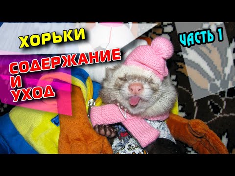 Видео: ХОРЕК. УХОД И СОДЕРЖАНИЕ. ЧАСТЬ 1
