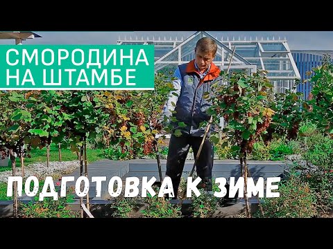 Видео: Смородина на штамбе. Подготовка смородины на штамбе к зиме. Обрезка смородины на штамбе осенью.