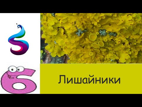 Видео: Лишайники.