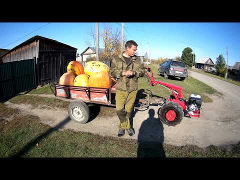Видео: Мотоблок МТЗ-09Н с прицепом.Возим огромную тыкву.Пробуем мотоблок на ходу.
