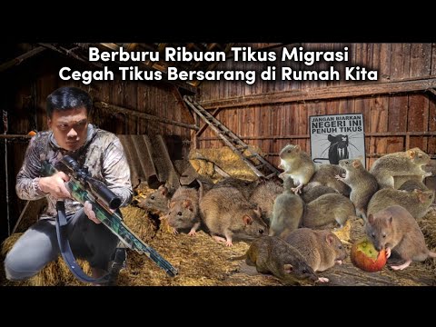 Видео: ОПАСНАЯ ОХОТА НА ДИКИХ МЫШЕЙ: 50 идеальных снимков и потрясающих охот!