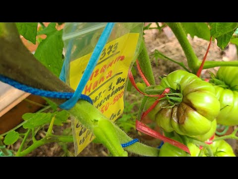 Видео: БАРМАТУХА против фитофторы томатов.