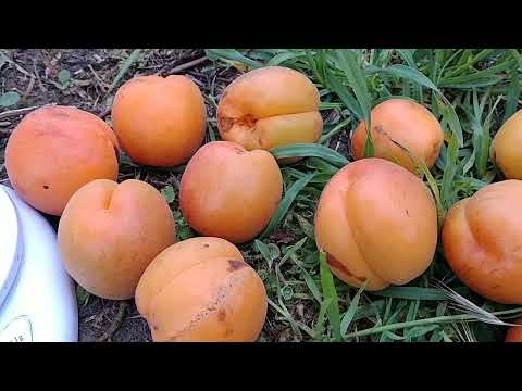 Видео: Абрикос Лука Apricot Luca. Повна стиглість.