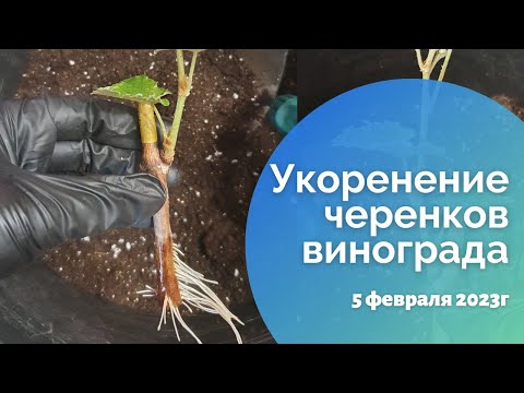 Видео: Укоренение черенков винограда 05.02.2023