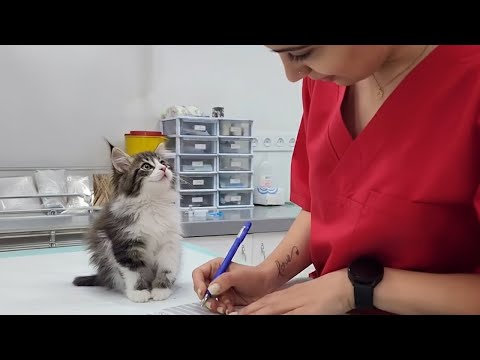 Видео: Коты, которые впадают в истерику у ветеринара 😂 Самые смешные реакции кошек!