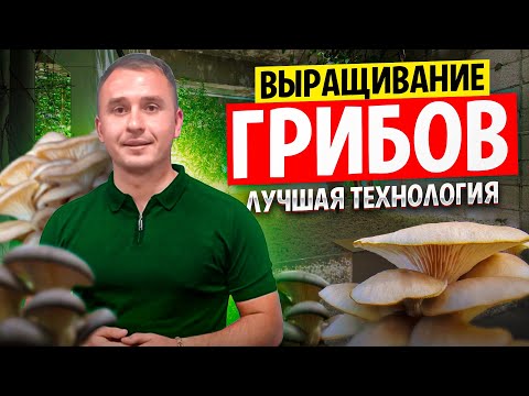 Видео: Выращивание грибов в домашних условиях. Бизнес в гараже. Грибной бизнес