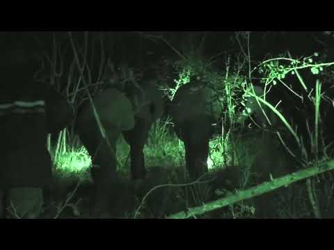 Видео: Ревът на леопарда