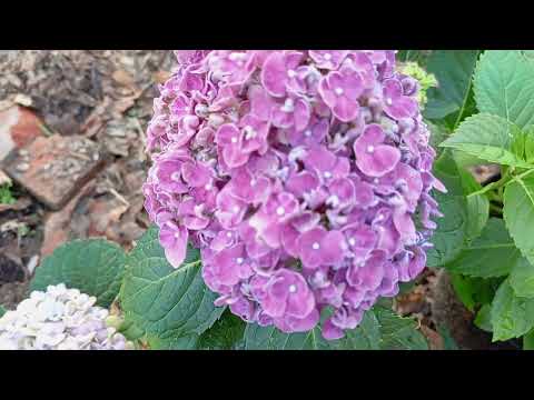 Видео: 16.09.23 Гортензии цветут и радуют.Новые посадки.🌿🌿🌿