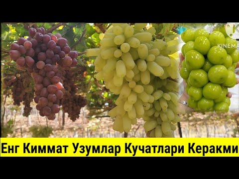 Видео: 1 Кг 50 минг,80-100 мингдан Сотилган Узум Кучатлари Керакми? Шошилинг !