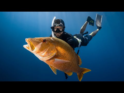 Видео: Ловля крупной рыбы копьём в ямах | Тортуга, день 3 | Чистый повар