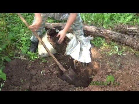 Видео: Посадка деревьев