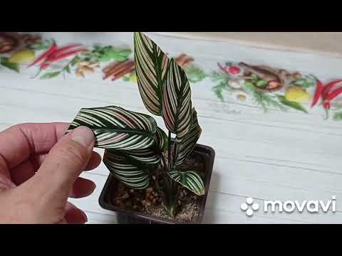 Видео: Комнатные цветы. Цветочный микс. Две печальки.