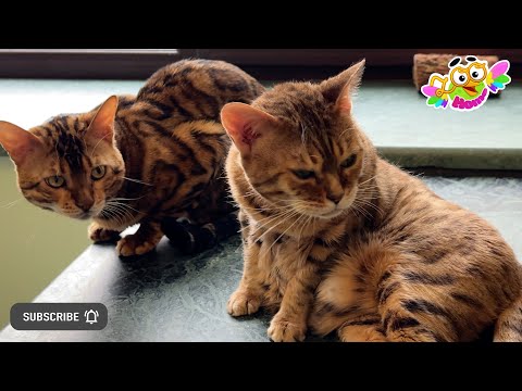 Видео: The cats are outraged, “Why is the table empty?” Коты возмущены, - Почему стол пустой?
