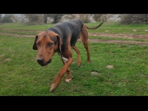 Видео: Охота на кабана в лесу