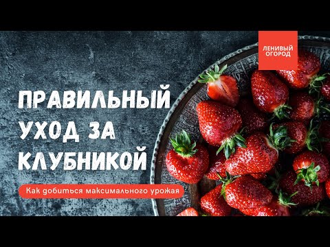 Видео: Клубника: уход и выращивание в открытом грунте | Как получить хороший урожай 🍓 | Чем подкормить