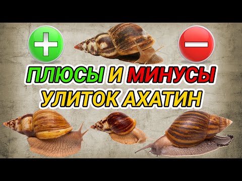 Видео: Улитки ахатины - плюсы и минусы. Улитки как домашние животные
