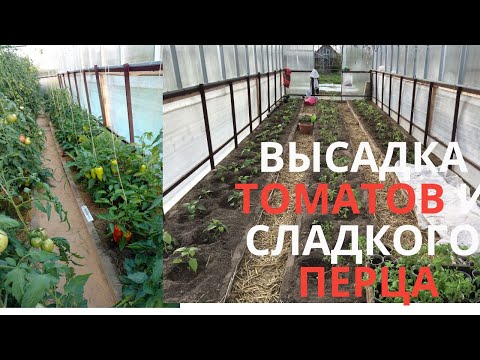 Видео: ВЫСАДКА ТОМАТОВ И СЛАДКОГО ПЕРЦА В ТЕПЛИЦУ!