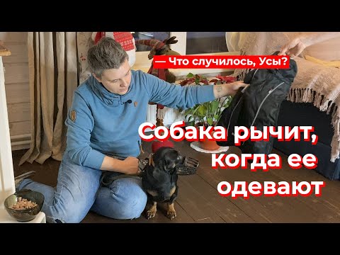 Видео: Что случилось, Усы? Собака рычит, когда ее одевают