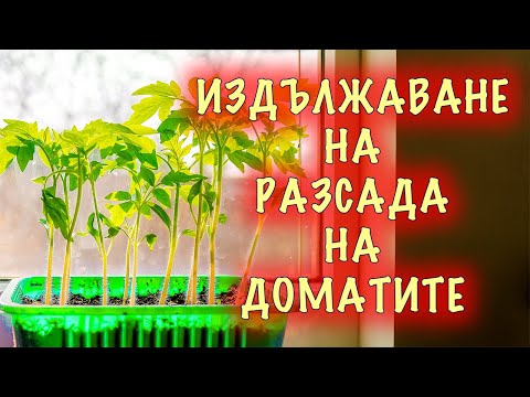 Видео: Защо се издължава разсадът на доматите и как да го предотвратим?