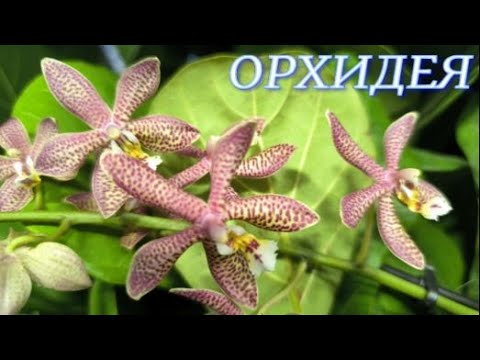 Видео: №1136/ СВЕЖИЕ красивые ОРХИДЕИ в маг. ОРХИДЕЯ