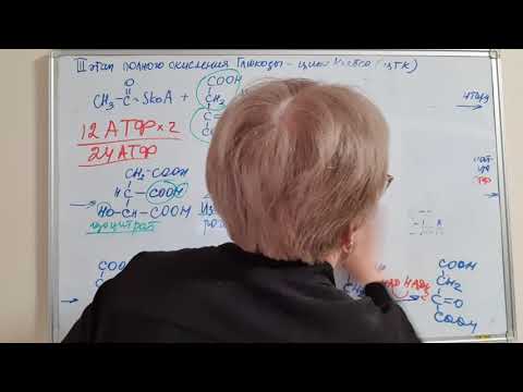 Видео: цикл Кребса