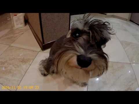 Видео: Тайк один дома ( цвергшнауцер шкодный)
