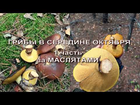 Видео: Грибы в середине октября. 1 часть - За маслятами.