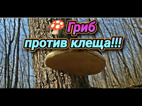 Видео: Миф, выдумка или реальность?