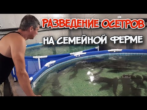 Видео: Разведение осетров в УЗВ. Небольшая семейная ферма "Родник"