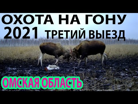 Видео: Охота на гону 2021 Третий выезд Омская область