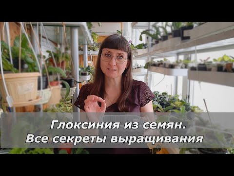 Видео: Выращивание глоксинии из семян. Секрет успеха.