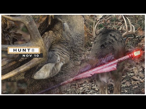 Видео: 10 БАКСОВ И мой первый олень с рекурсивным ружьем