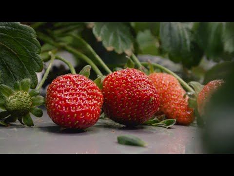Видео: Клубника на аэропонике