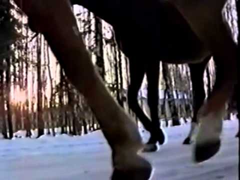 Видео: Олег Погудин "Пара гнедых"