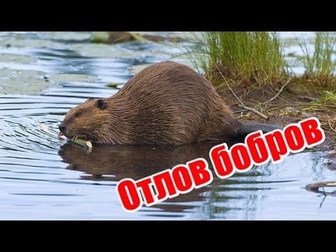 Видео: Отлов бобров | Лучший способ, 2001 год